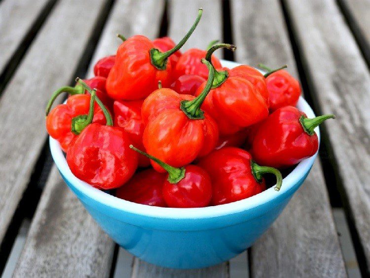 Ot-Habanero-la-gi-3