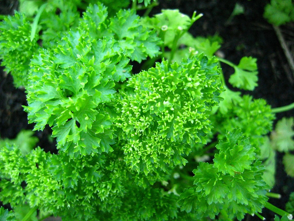 Parsley133-1024×768